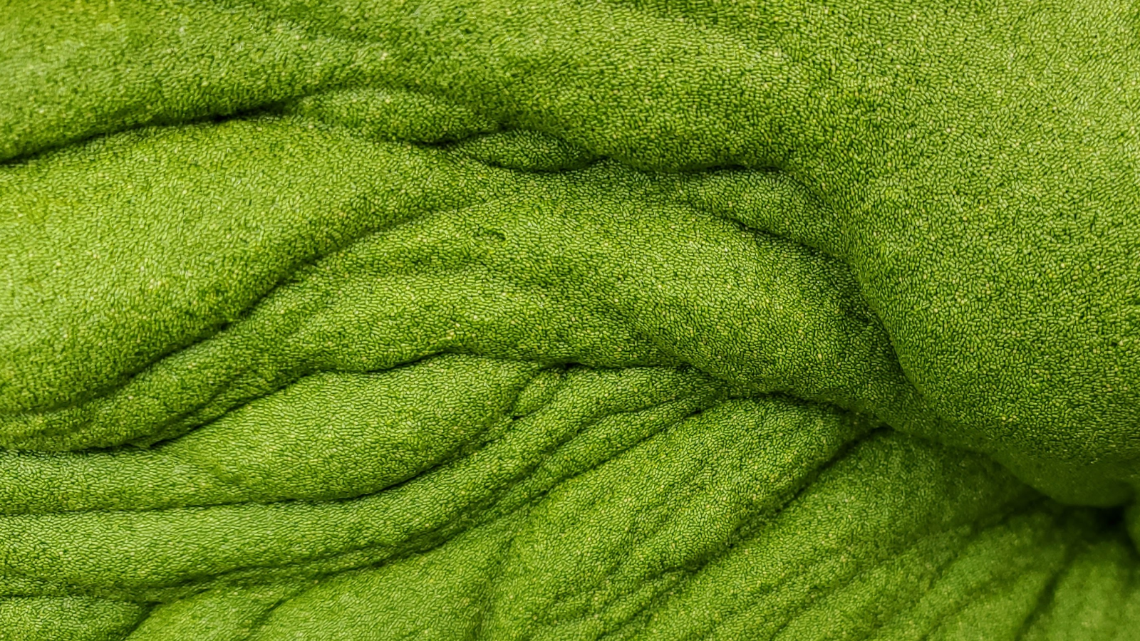 תגלית מדעית פורצת דרך: הירק העשיר ביותר בויטמין B12 זמין ופעיל.