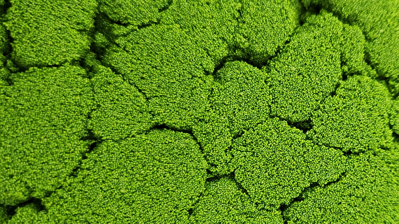 מחקר ישראלי: הורדת רמות הסוכר בדם - המפתח להאטת הזדקנות המוח